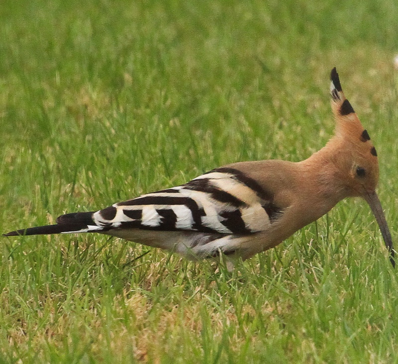 Avatar de l’utilisateur