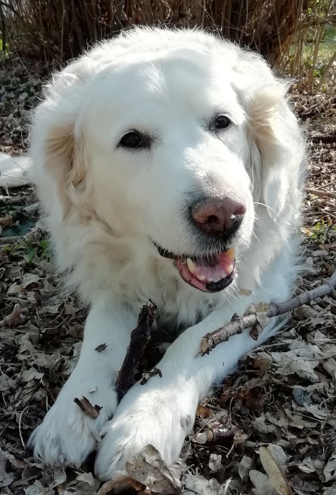 Avatar de l’utilisateur