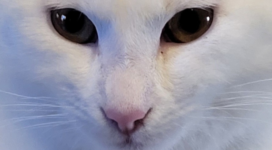 Avatar de l’utilisateur