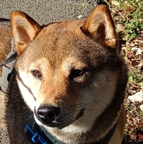 Avatar de l’utilisateur