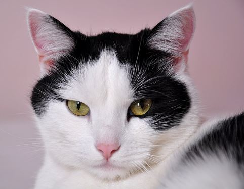 Avatar de l’utilisateur